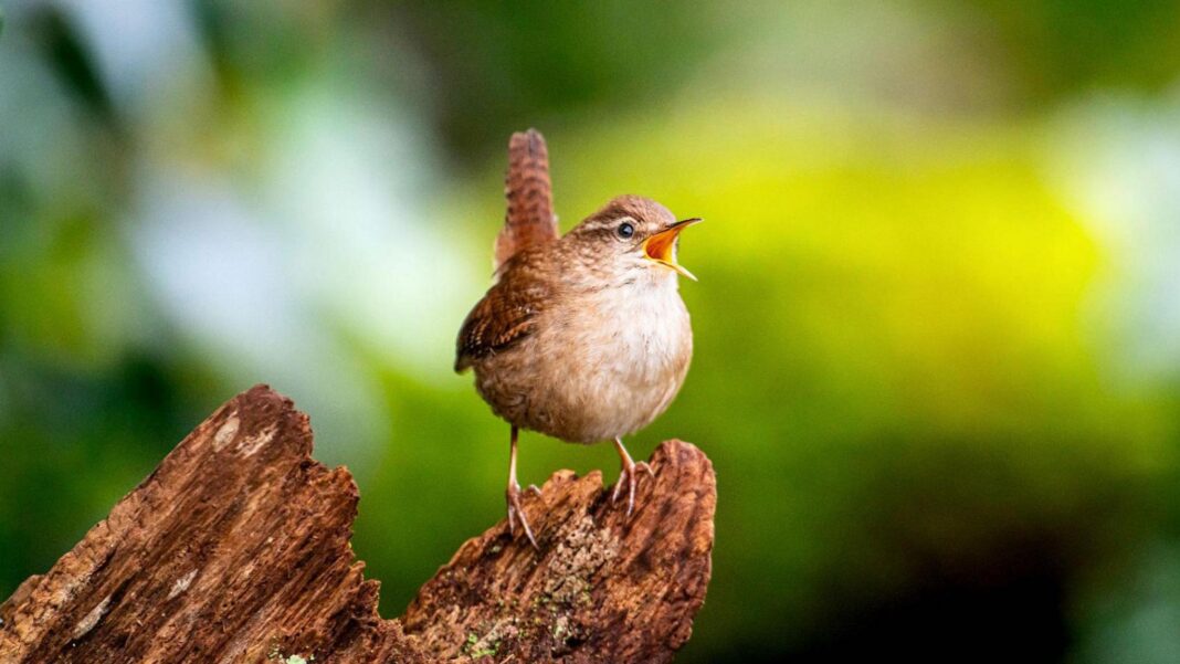 Why budding birders are flocking to Shazam-like apps to identify avians Why budding birders are flocking to Shazam-like apps to identify avians