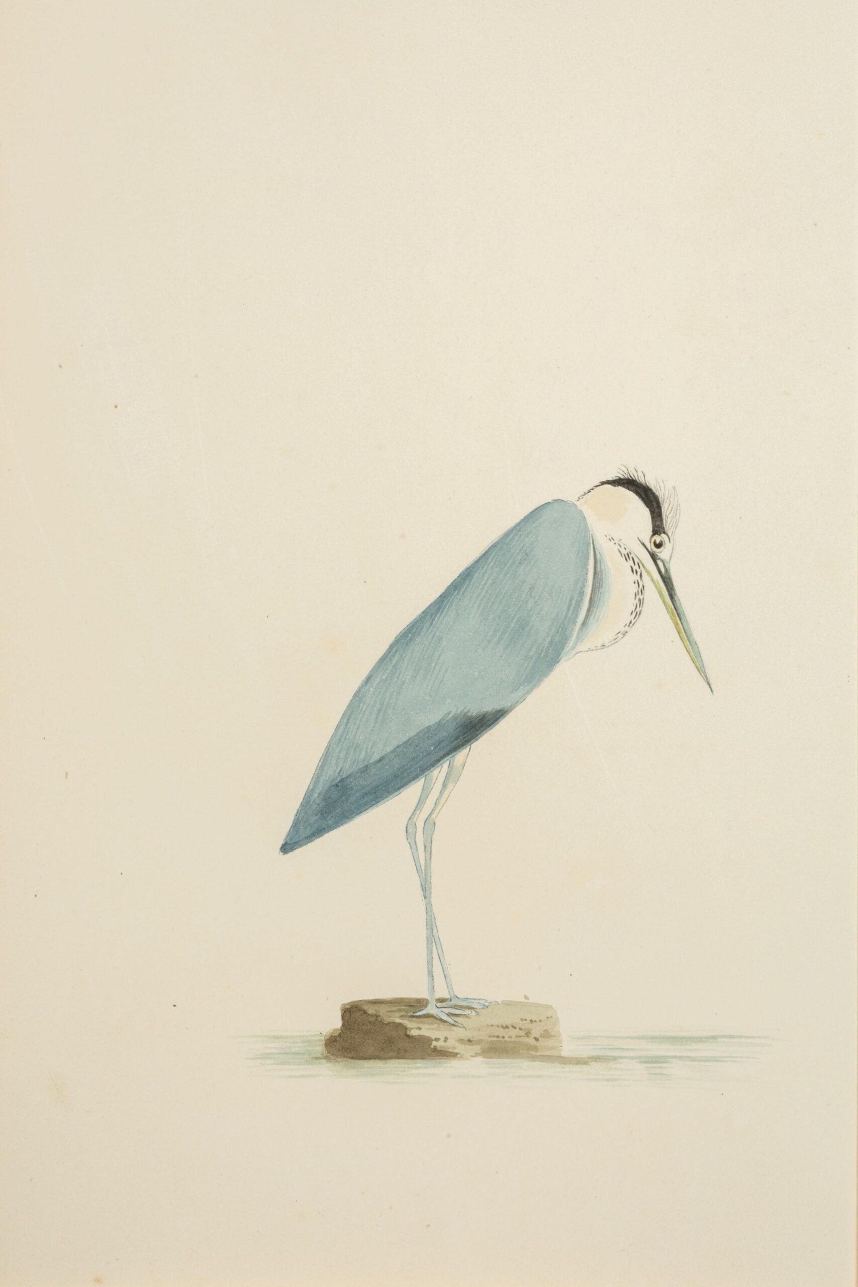 A watercolor painting of a large bird on a rock.
