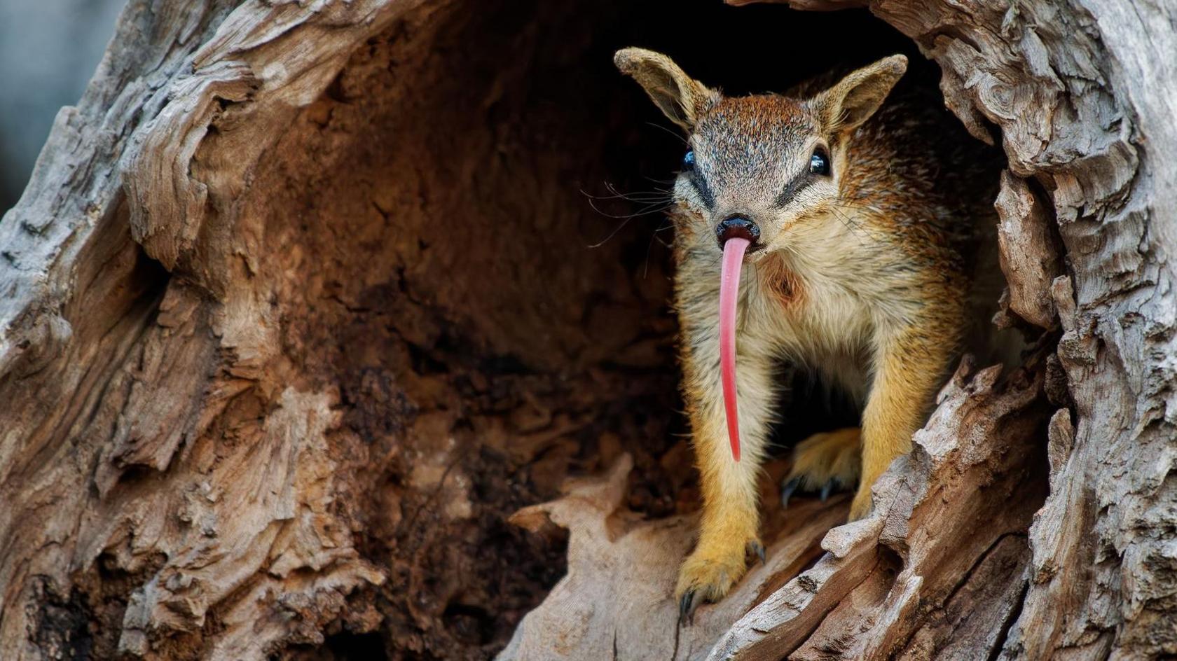 A small striped numbat peers out from a hollow tree trunk, extending its long pink tongue used for feeding on termites.