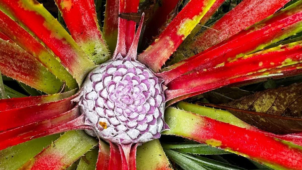 The fascicularia bicolor, a spiky evergreen plant with narrow leaves. The leaves are bright green at the end of the stem and bright red further down. The centre of the plant is white and purple.
