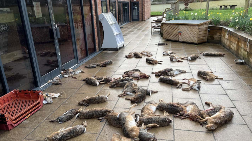 A paved area outside a modern building which houses the village community shop in Brought is covered in the bodies of dead hares and rabbits.