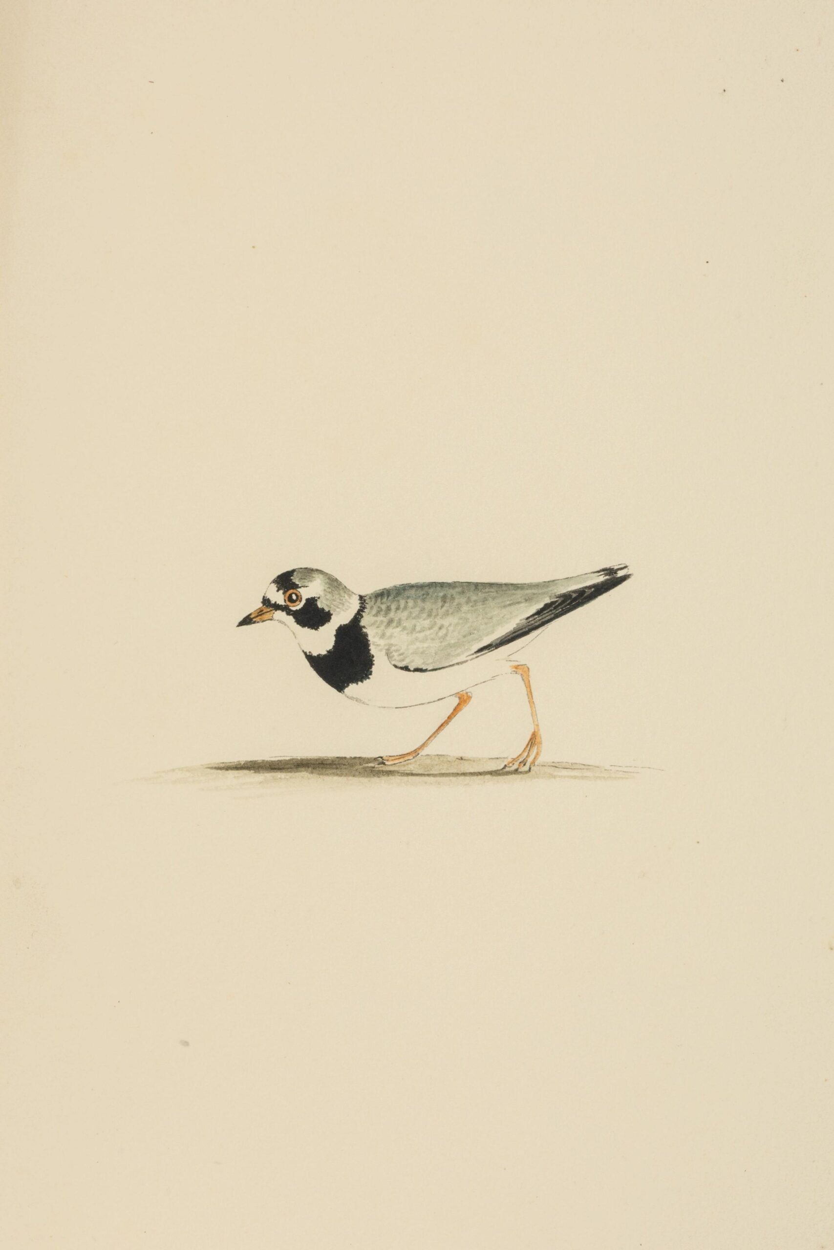 A watercolor painting of a small bird.