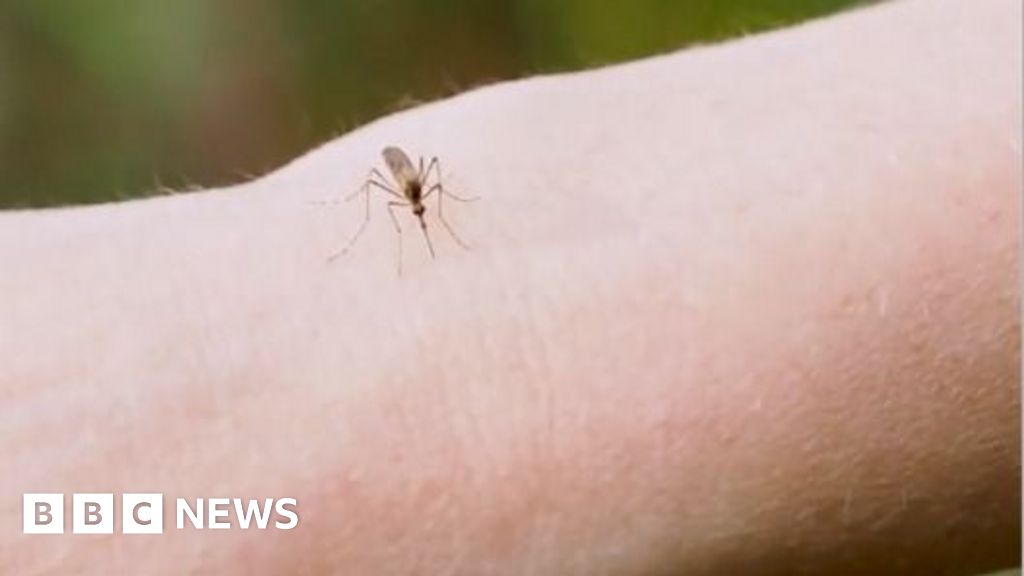 Why are thousands of mosquitoes being released in Washington DC? Why are thousands of mosquitoes being released in Washington DC?