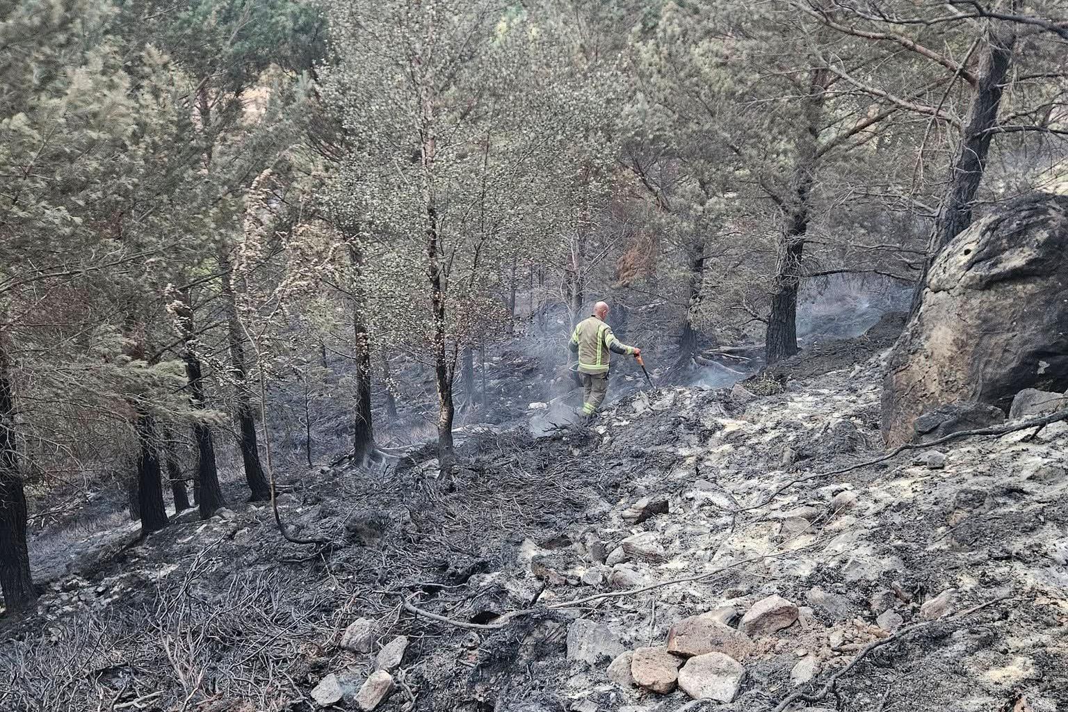 A firefighter searches for hotspots in an area of fire damaged woodland in the Cairngorms. Grey ash covers the ground.