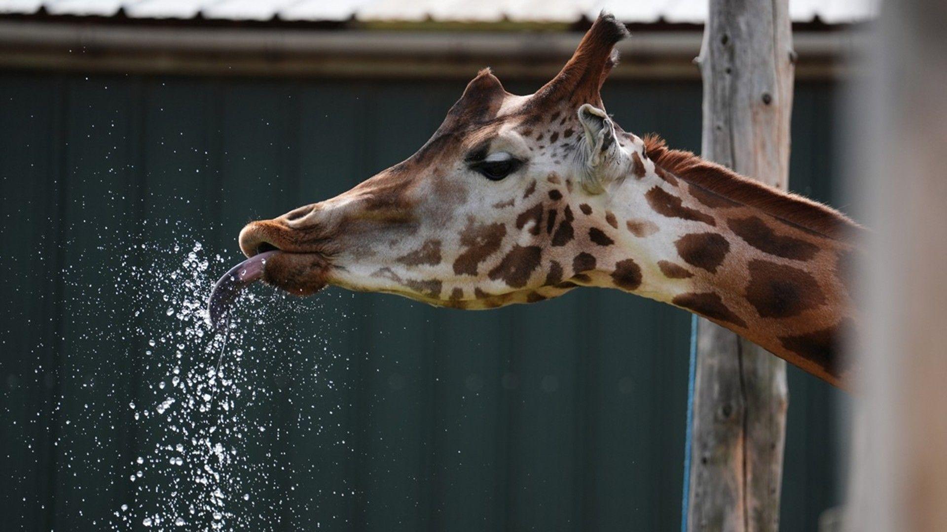 A giraffe extends its neck and sticks out its tongue to reach a spray of water