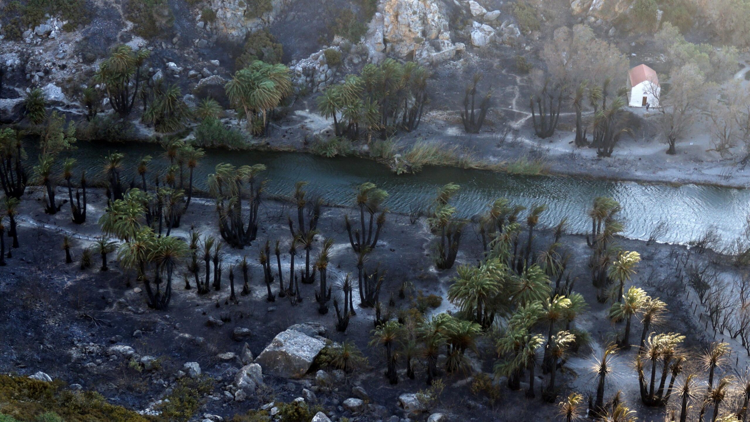 Charred remains of a palm tree farm on the Greek island of Crete