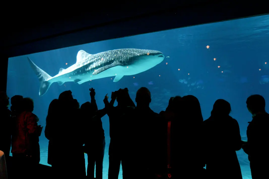 The Best Aquariums in the US The Best Aquariums in the US