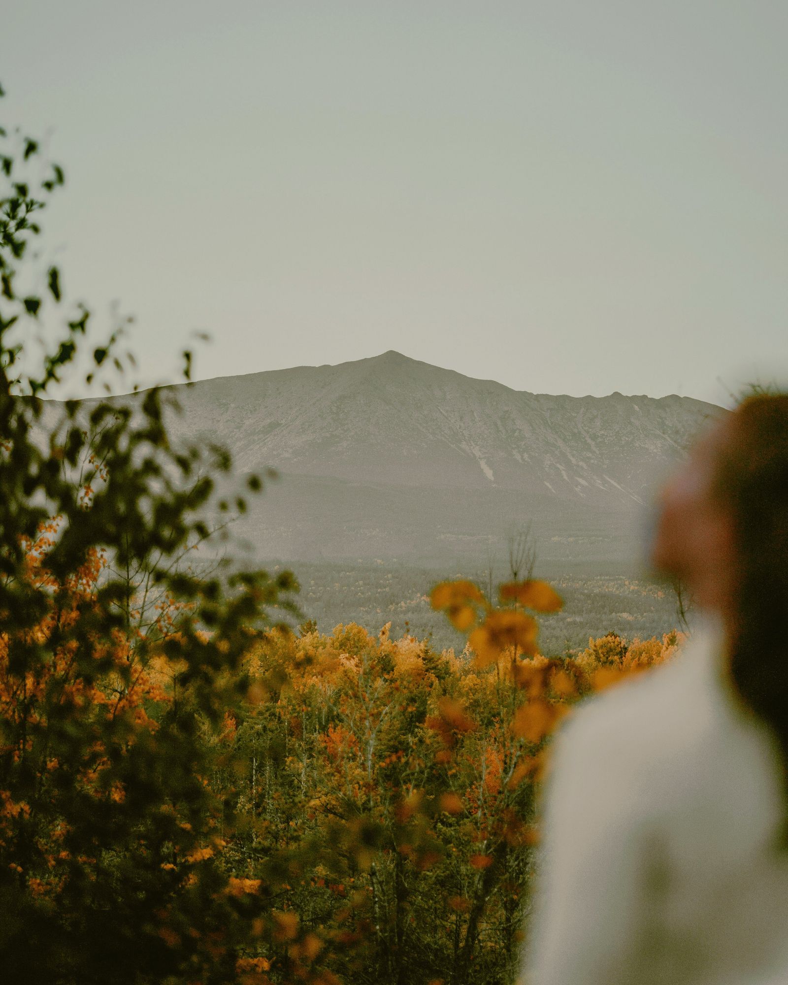Image may contain Plant Vegetation Landscape Nature Outdoors Scenery Land Tree Woodland Wilderness and Mountain