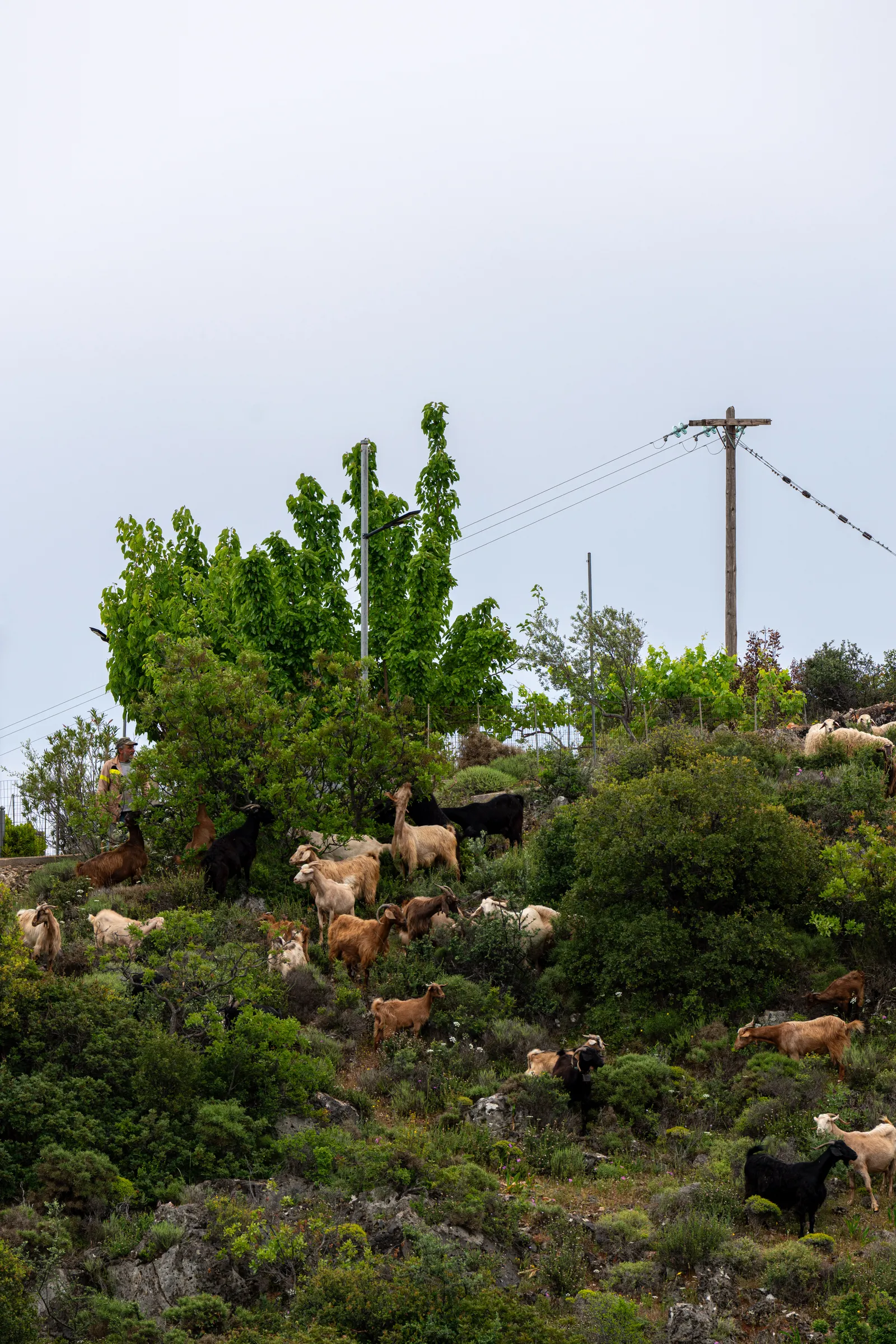 Image may contain Countryside Farm Field Nature Outdoors Pasture Rural Plant Vegetation Animal and Livestock