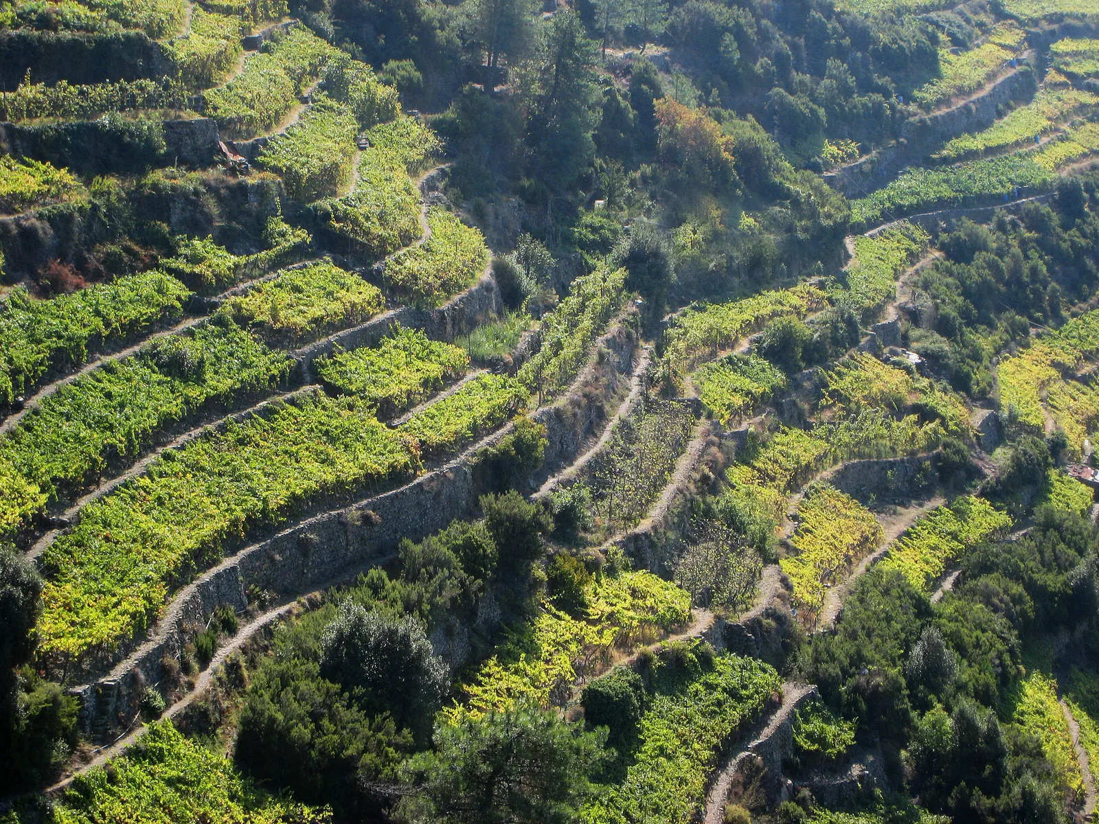 Image may contain Plant Vegetation Land Nature Outdoors Tree Woodland Countryside Rural Aerial View and Farm