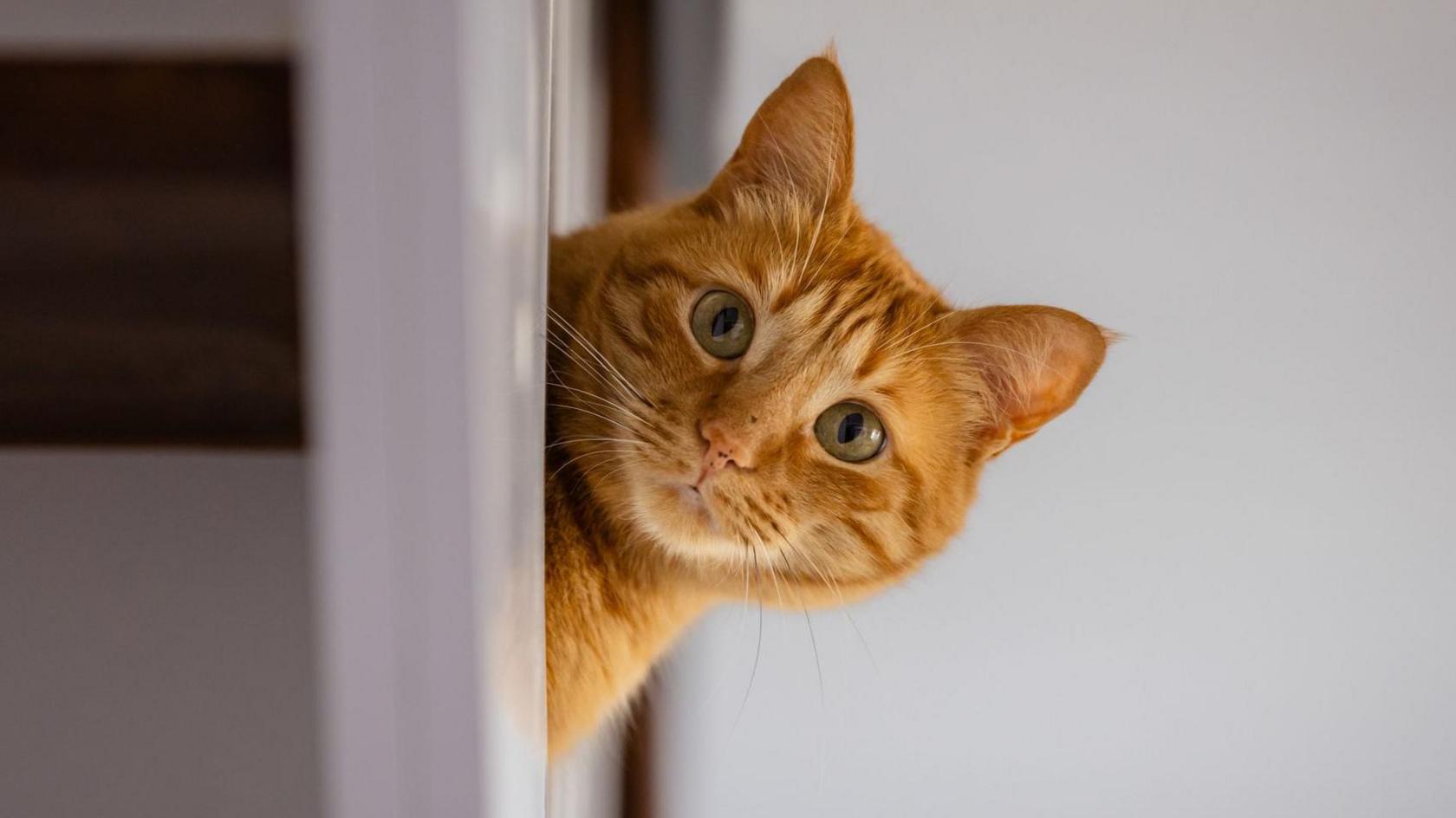 A domestic cat peeks out from behind some furniture