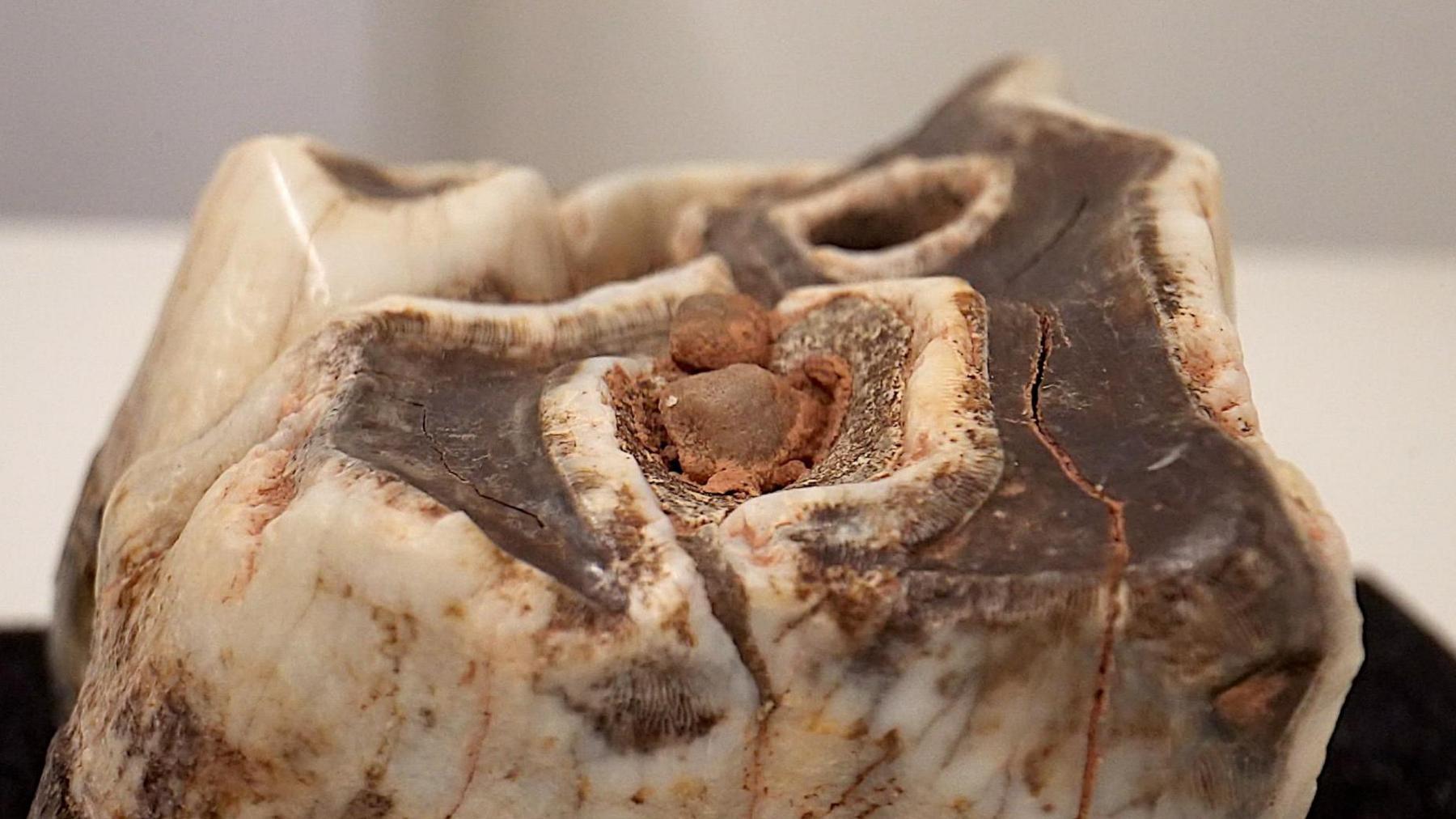 Close up of a large woolly rhino tooth excavated from Wogan Cavern.