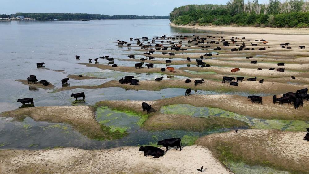 Cattle sit on sand dunes visible after Danube river's level fell substantially, near Calarasi, Romania, July 18, 2026