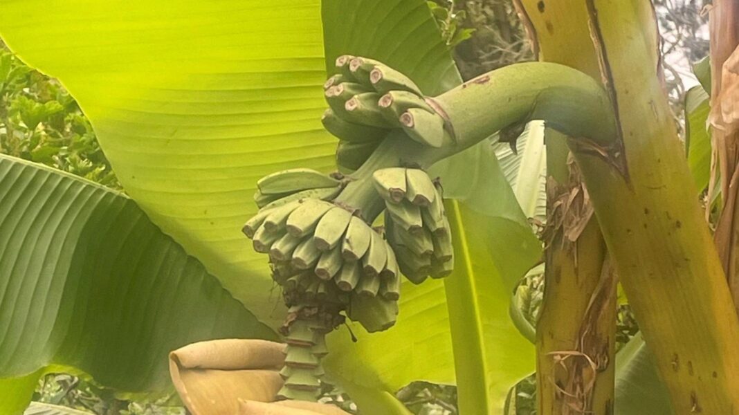 Bananas! Surprise as back garden plant bears fruit Bananas! Surprise as back garden plant bears fruit