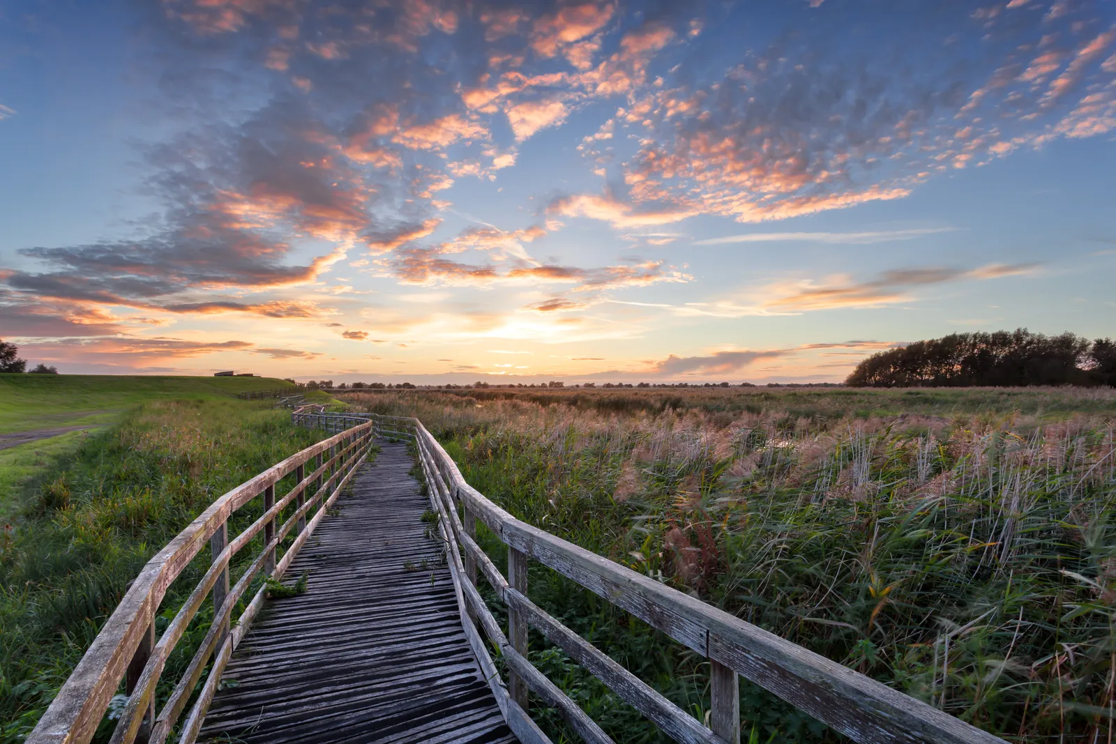 Image may contain Boardwalk Bridge Nature Outdoors Sky Horizon Path Grass Plant Scenery Trail and Landscape