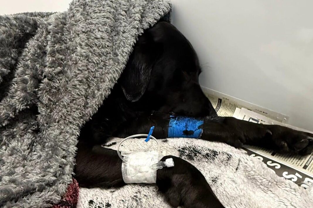 Dog rescued from Ben Nevis suspected to have eaten discarded cannabis Dog rescued from Ben Nevis suspected to have eaten discarded cannabis