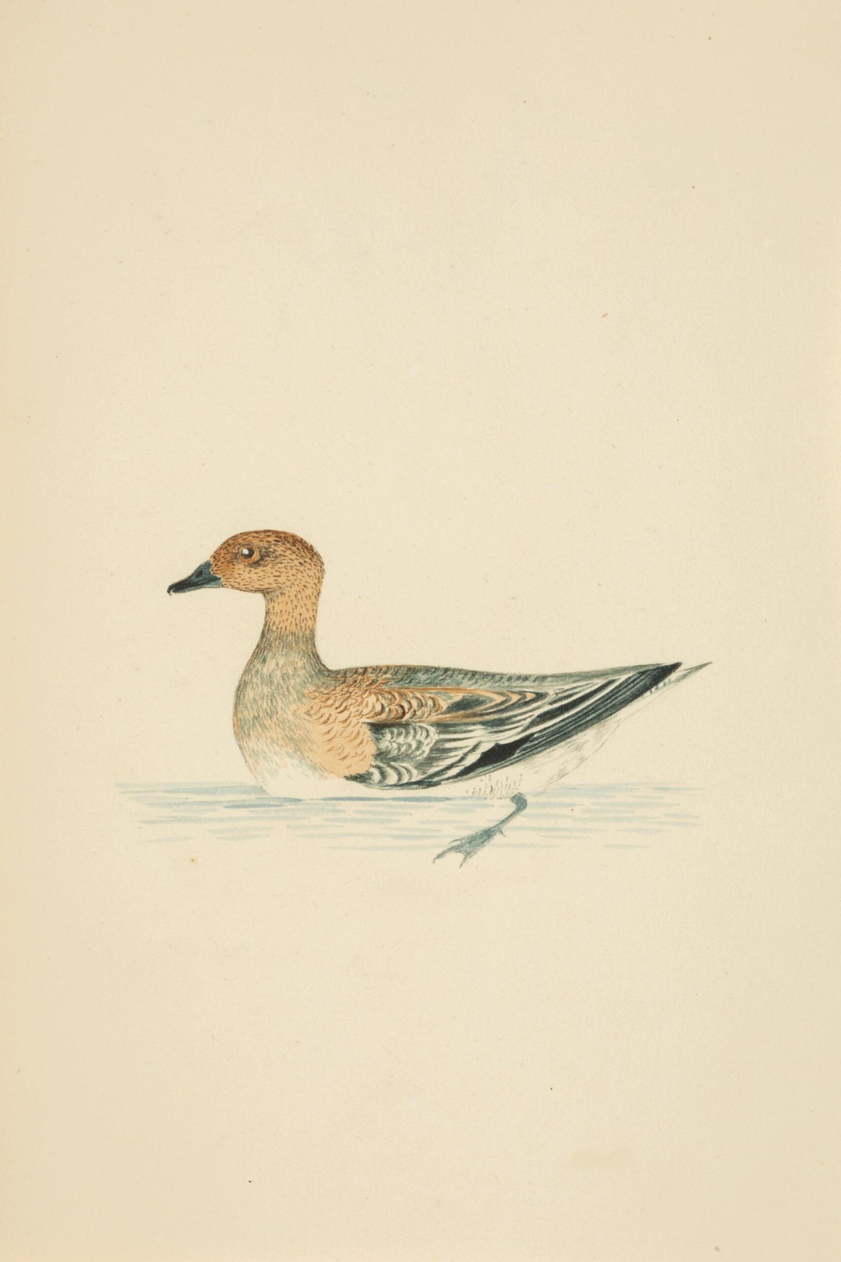 A watercolor painting of a duck in water.