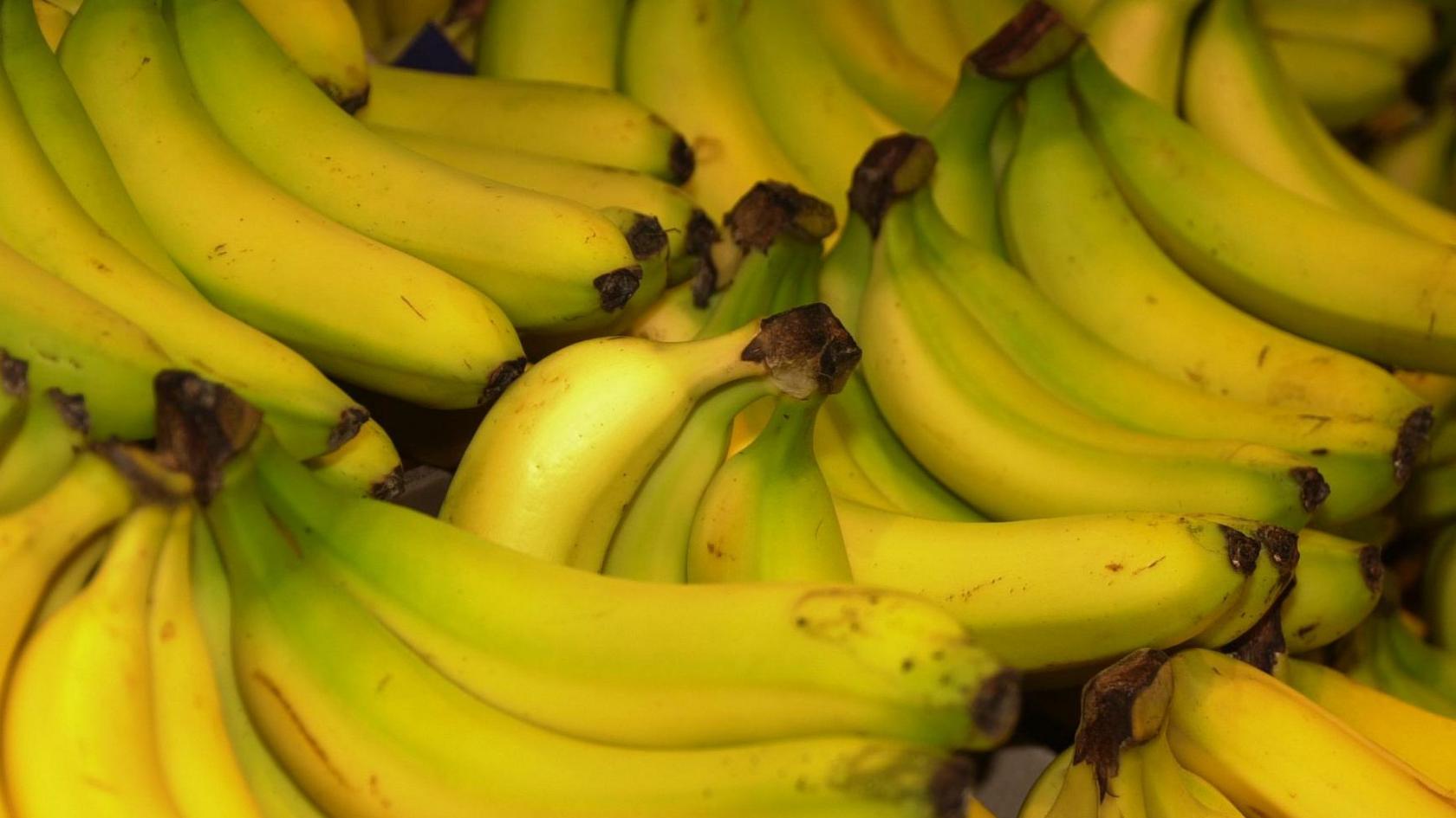 Bunches of yellow bananas. Some of them are still green where they have not yet ripened.