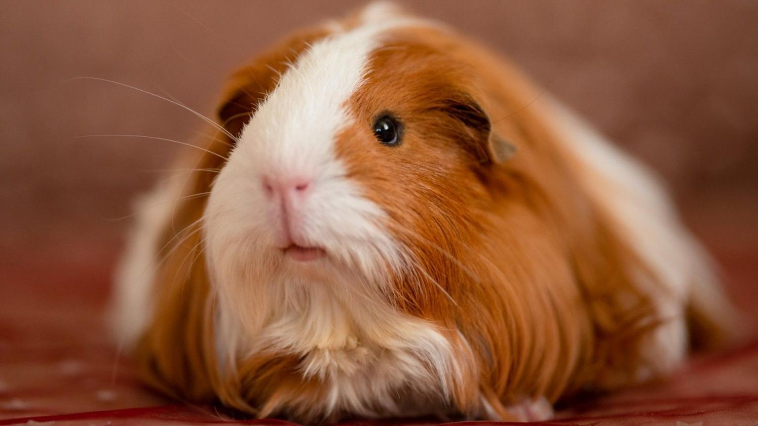 A white and ginger fluffy guinea pig.