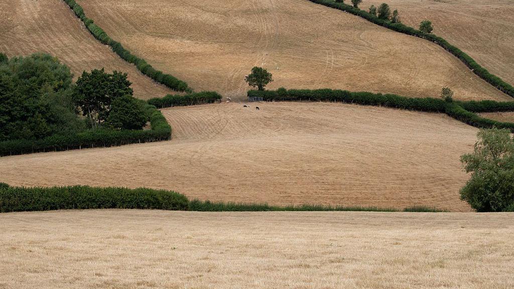 Several fields in Shropshire which are pale brown and dry. The hedgerows separating the fields are green.