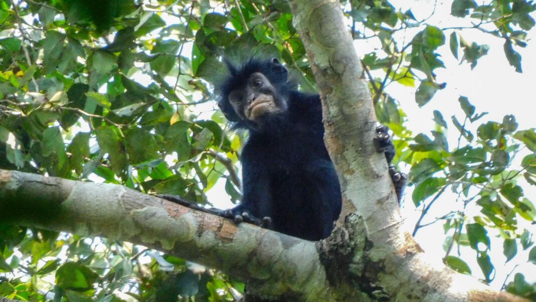 New monkey species with orange lips found ‘hiding’ in DRC forest New monkey species with orange lips found ‘hiding’ in DRC forest