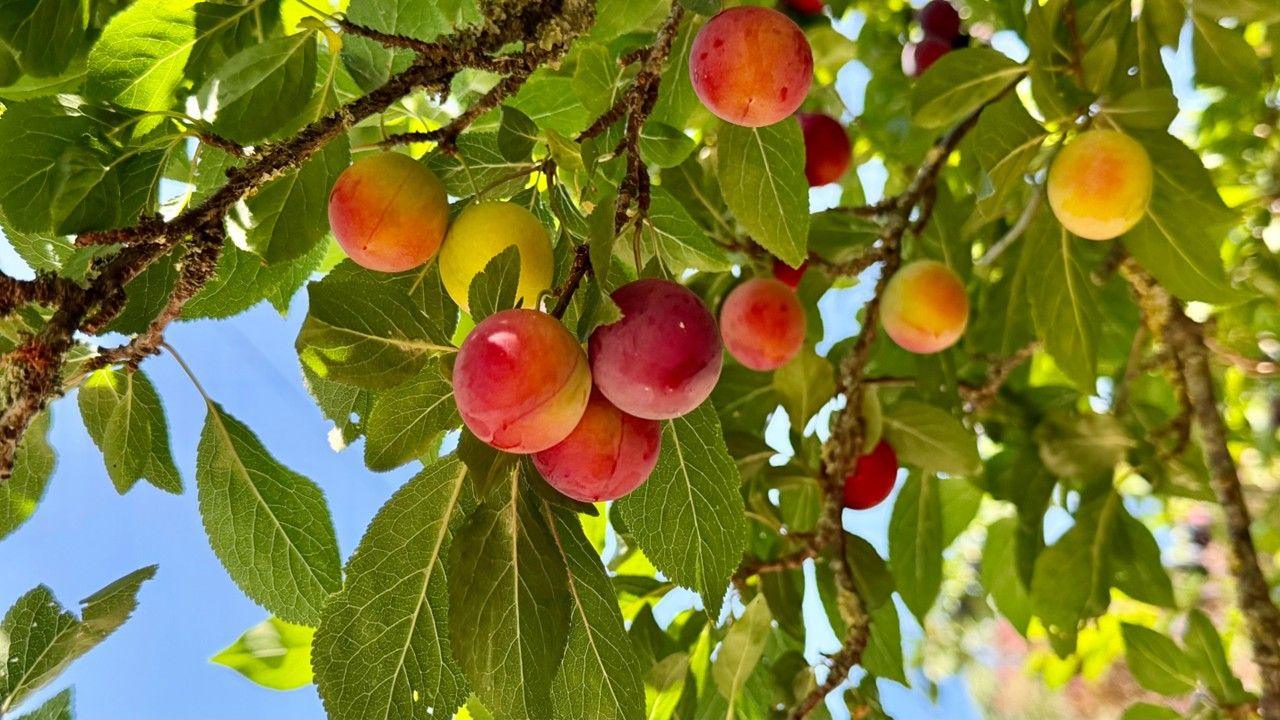Red apples ripening in a tree with sunny, blue sky behind