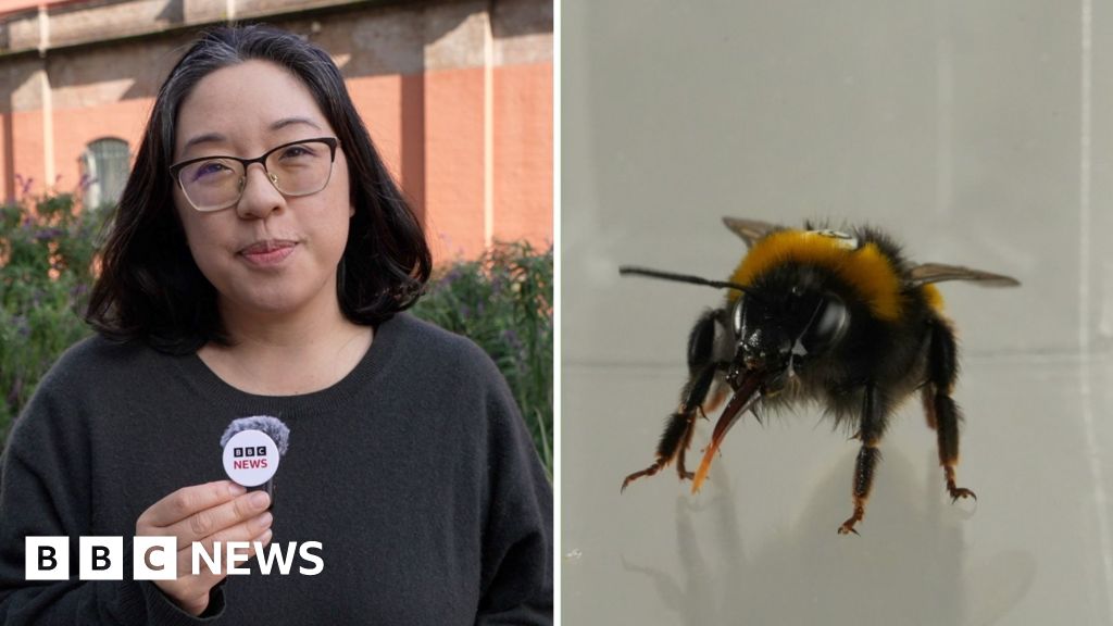 Do bees have feelings? Study reveals the insects’ ‘inner life’ Do bees have feelings? Study reveals the insects’ ‘inner life’