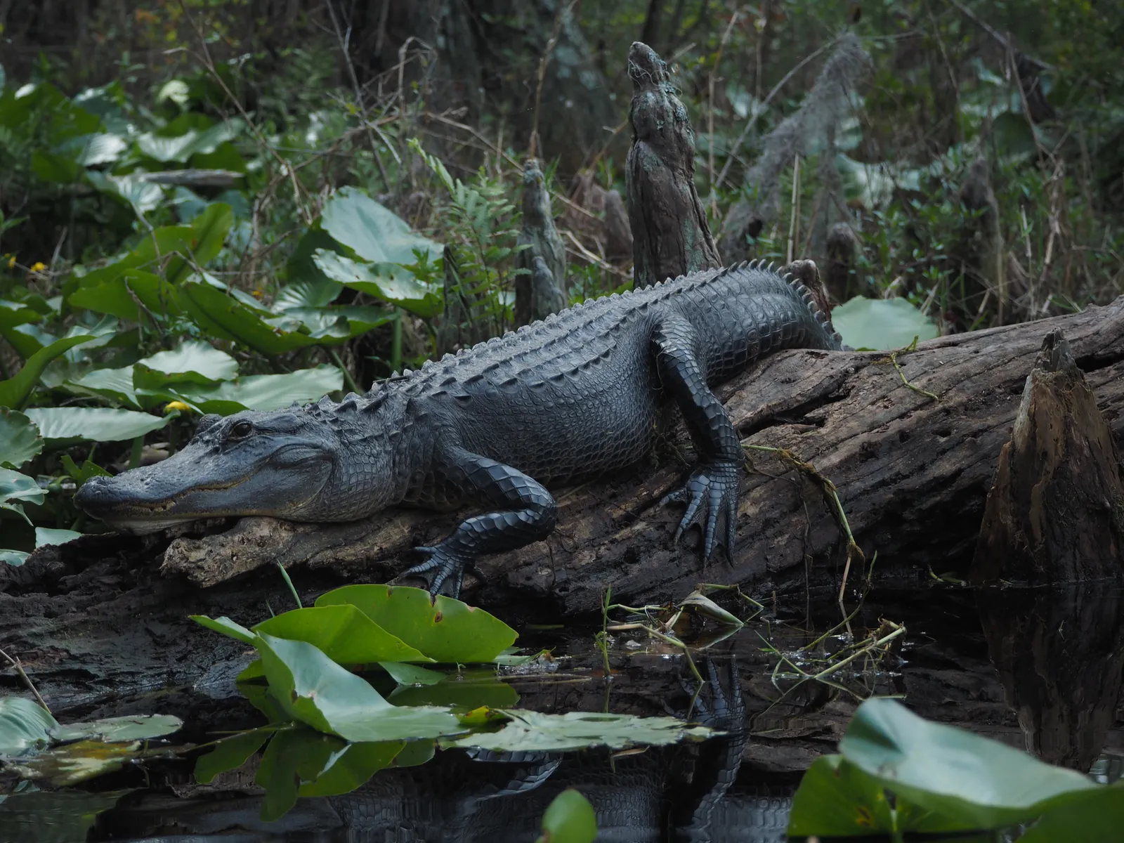 Image may contain Animal Lizard Reptile Land Nature Outdoors and Crocodile