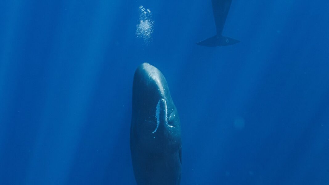 Sperm whales release bubbles to sleep floating vertically, scientists find Sperm whales release bubbles to sleep floating vertically, scientists find