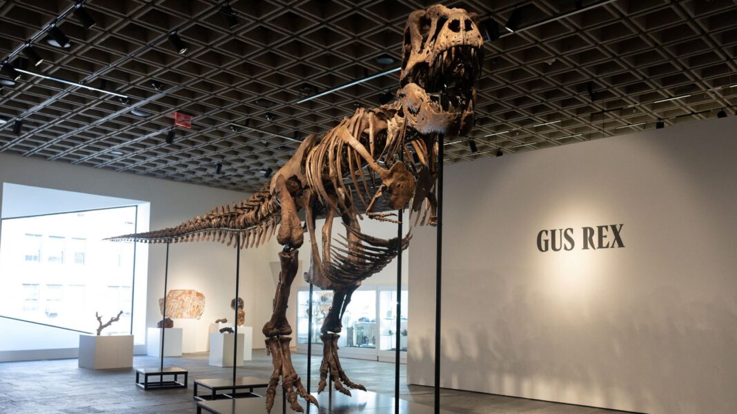 Gus the T-rex breaks dinosaur fossil sale record at auction Gus the T-rex breaks dinosaur fossil sale record at auction