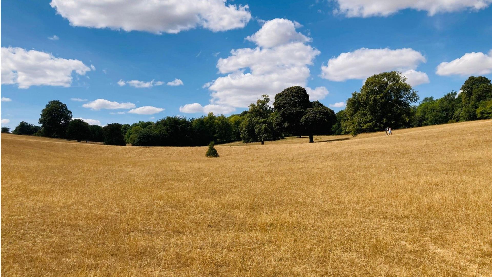 Sunlit park with dry grass, scattered trees and fluffy white clouds in a blue sky in Lower Basildon, West Berkshire