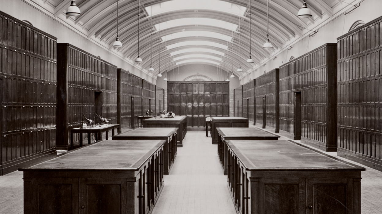 Historic museum gallery with glass display cases containing preserved animal specimens. An orangutan specimen hangs in the nearest case as exhibits stretch into the distance