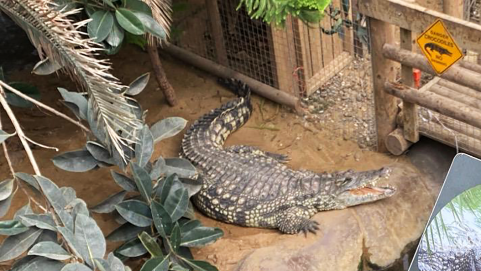 A crocodile with its mouth open in an enclosure near a wooden walkway going through the centre.