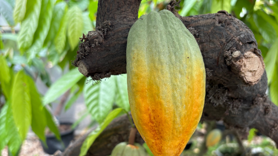 A close-up of a cocoa bean growing on a plant