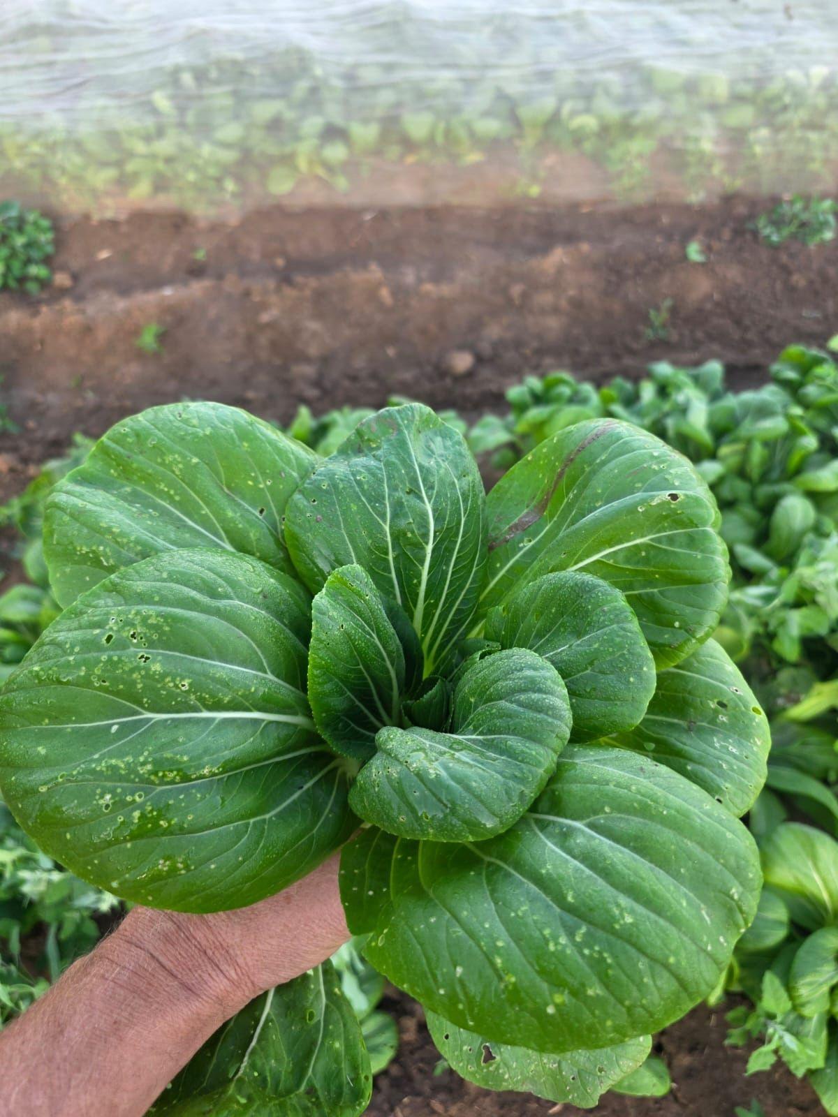 A close-up of pak choi with holes in.