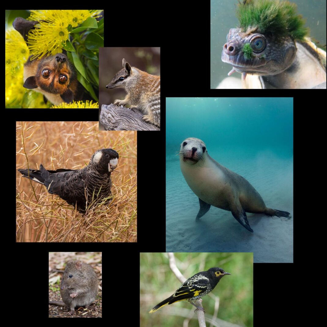 Australia is the planet’s extinction hotspot, but one animal offers a glimmer of hope Australia is the planet’s extinction hotspot, but one animal offers a glimmer of hope