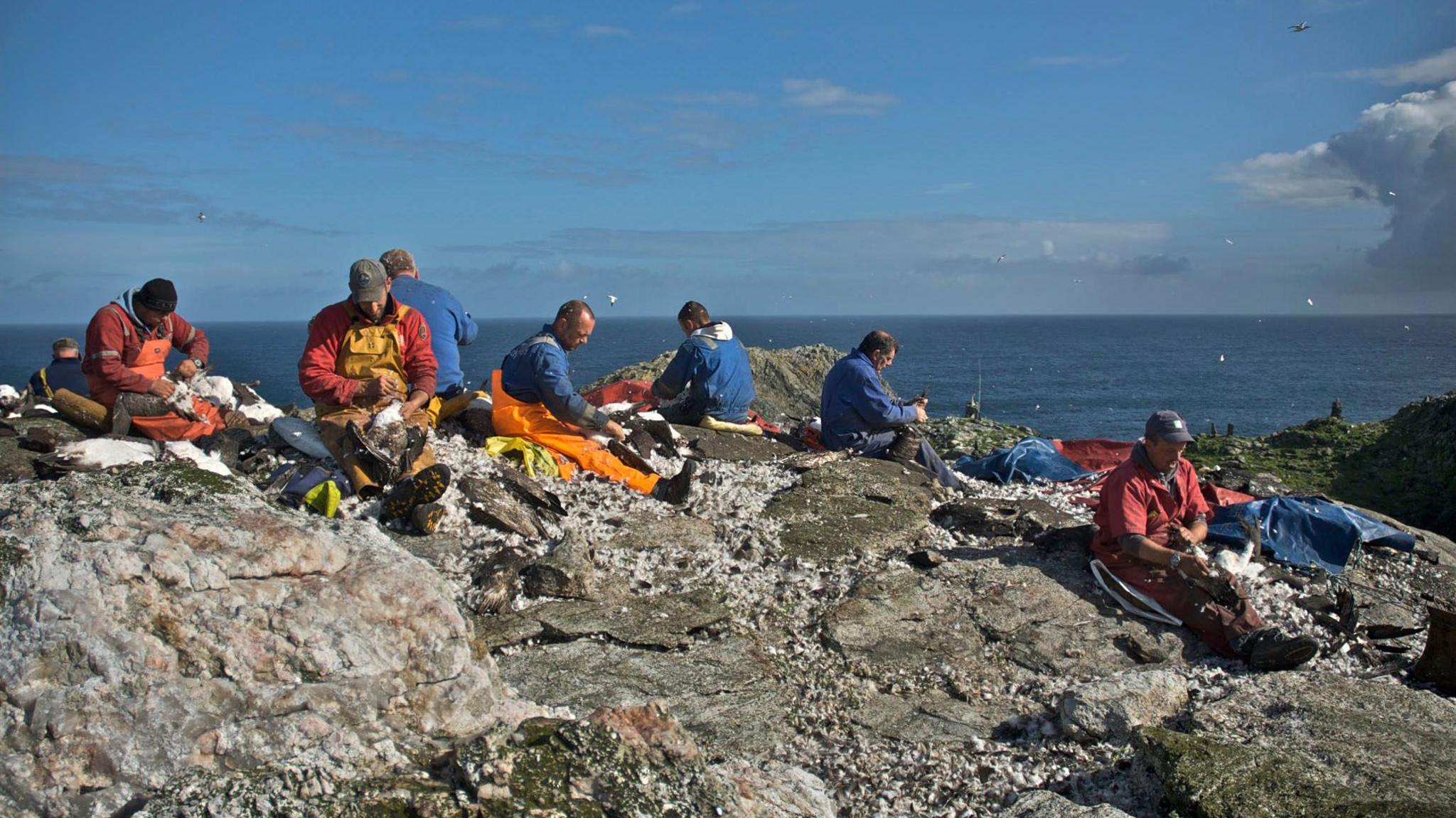 A group of hunters sitting on rocks at the top of a cliff, gutting and feathering gannets against a backdrop of blue sea and skies.