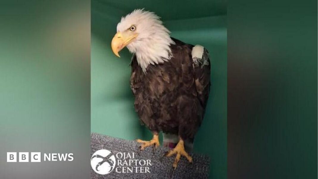Jackie, the famous California bald eagle, dies after weeks of intensive care Jackie, the famous California bald eagle, dies after weeks of intensive care