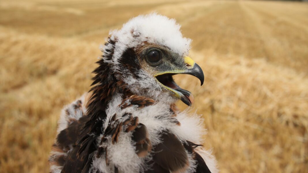 UK’s rarest bird of prey rears new chicks in secret location UK’s rarest bird of prey rears new chicks in secret location