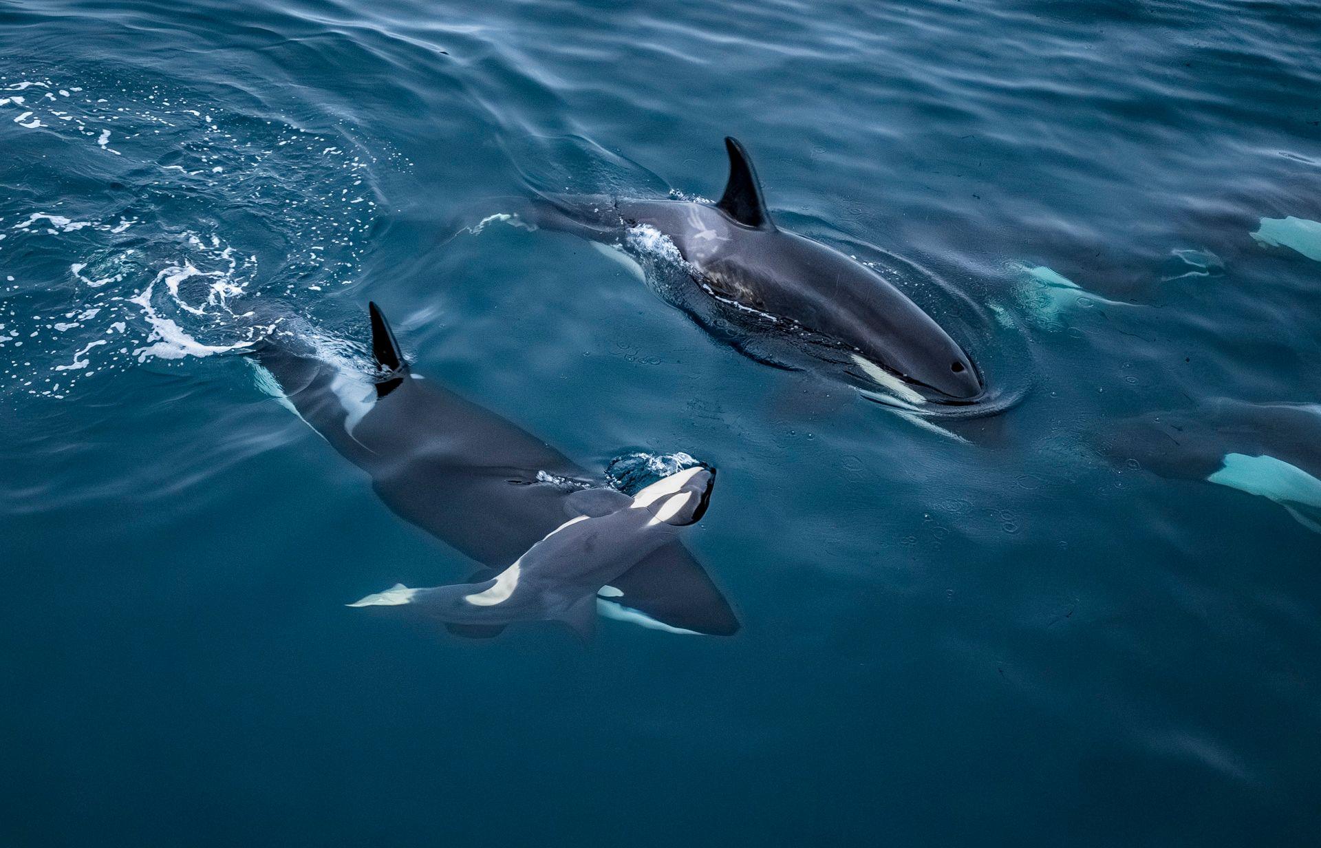 Two adult orcas swim just below the surface of deep blue water, viewed from above, with one carrying the body of a deceased calf on the tip of its nose. At the upper right of the frame, the tips of two more orcas’ tails can be seen as they swim deeper into the water. There are ripples in the surrounding water.