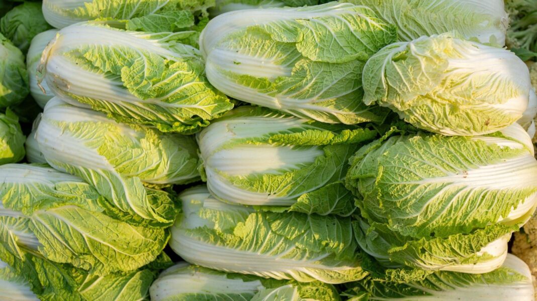 China probes use of formaldehyde to keep cabbages fresh China probes use of formaldehyde to keep cabbages fresh