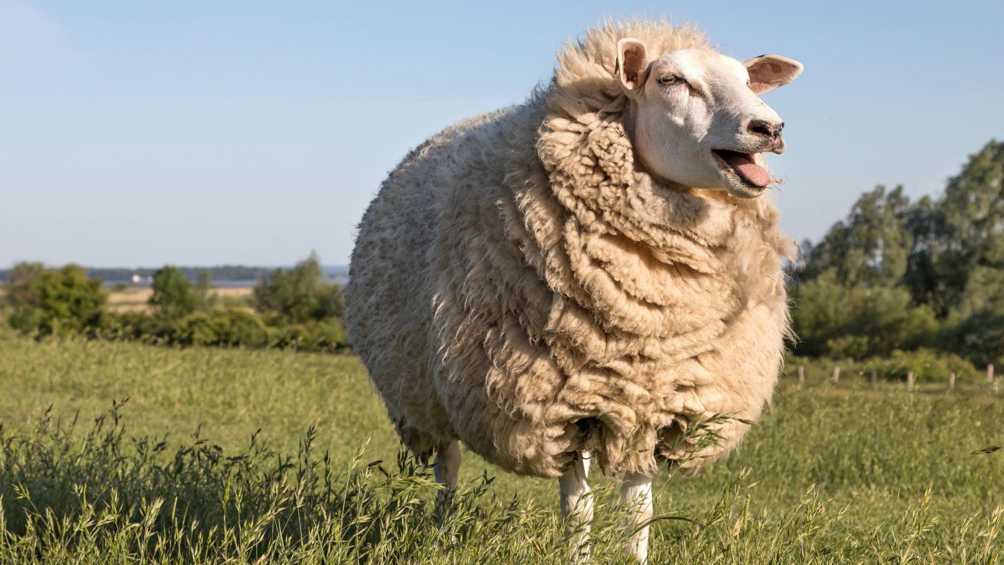 A sheep in a field