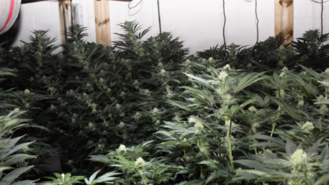 A room full of cannabis plants. They are green