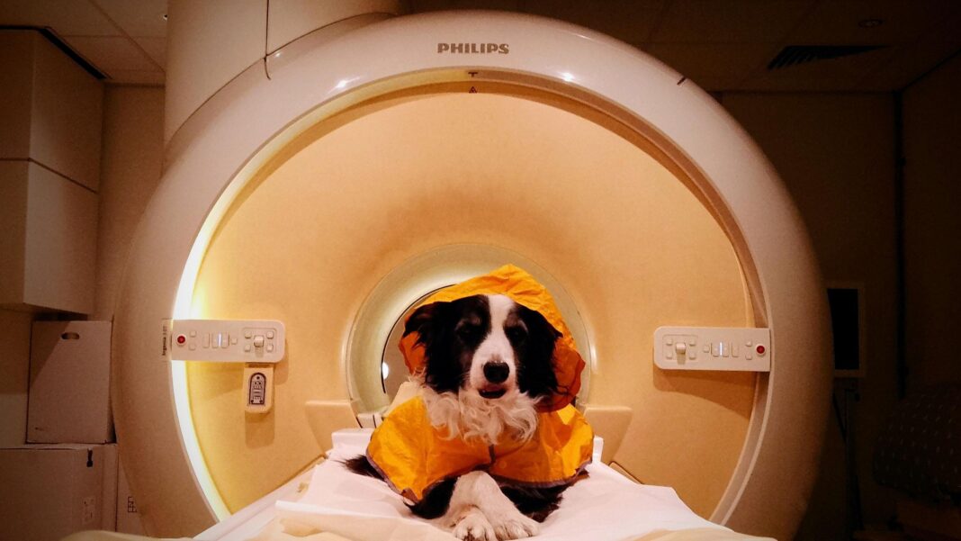 We should smile at our dogs – a new scientific study reveals why We should smile at our dogs – a new scientific study reveals why