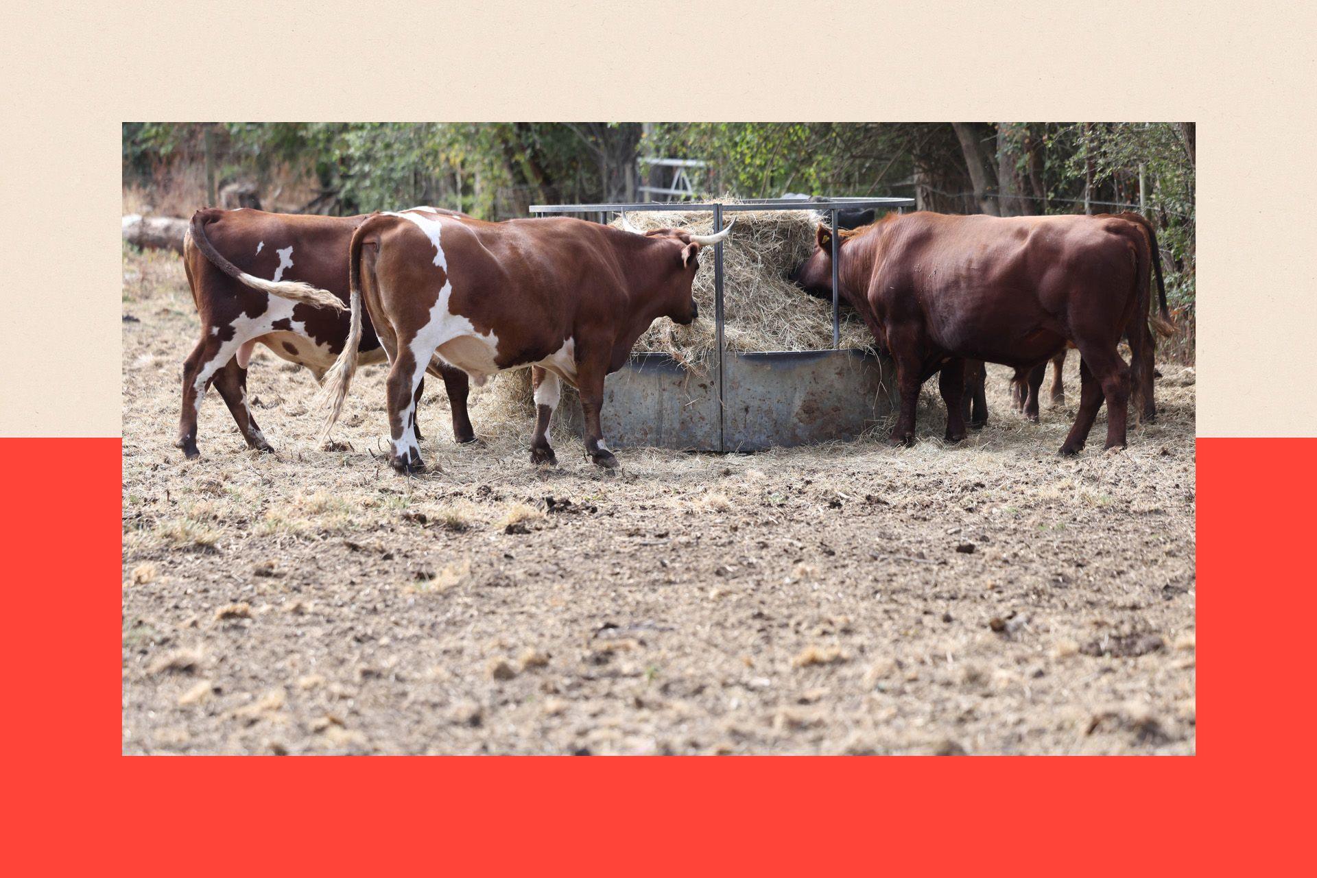 Cows in a dried-out field eating food that's been put out for them