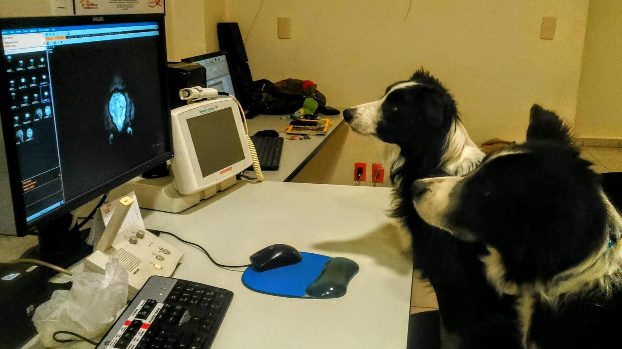 The photo shows two dogs sitting in front of a computer screen. The two dogs, both border collies, look interested and attentive. On the screen is an image of a brain scan.