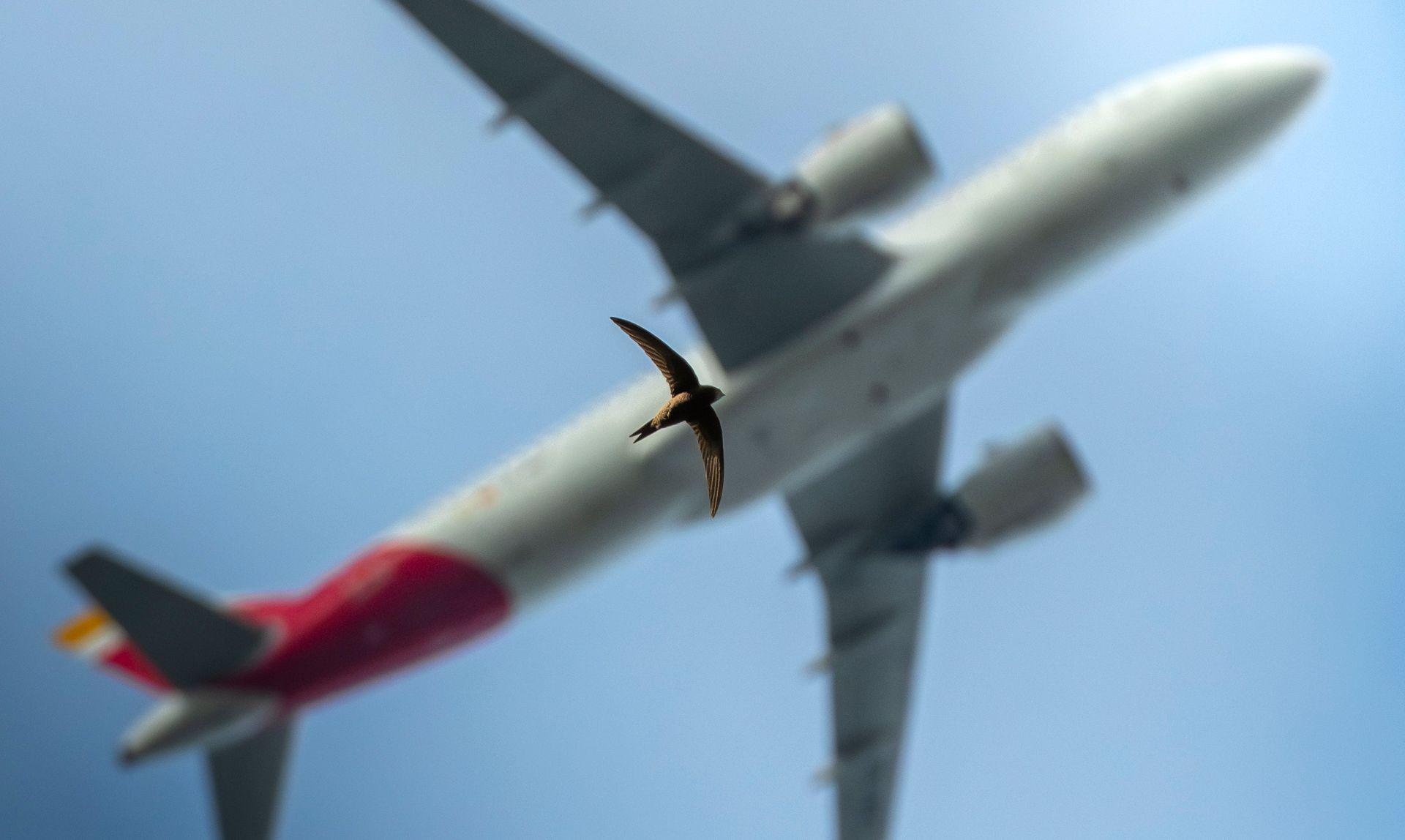 A brown swift glides beneath a passenger airplane, their similar wing shapes echoing each other against the blue sky.