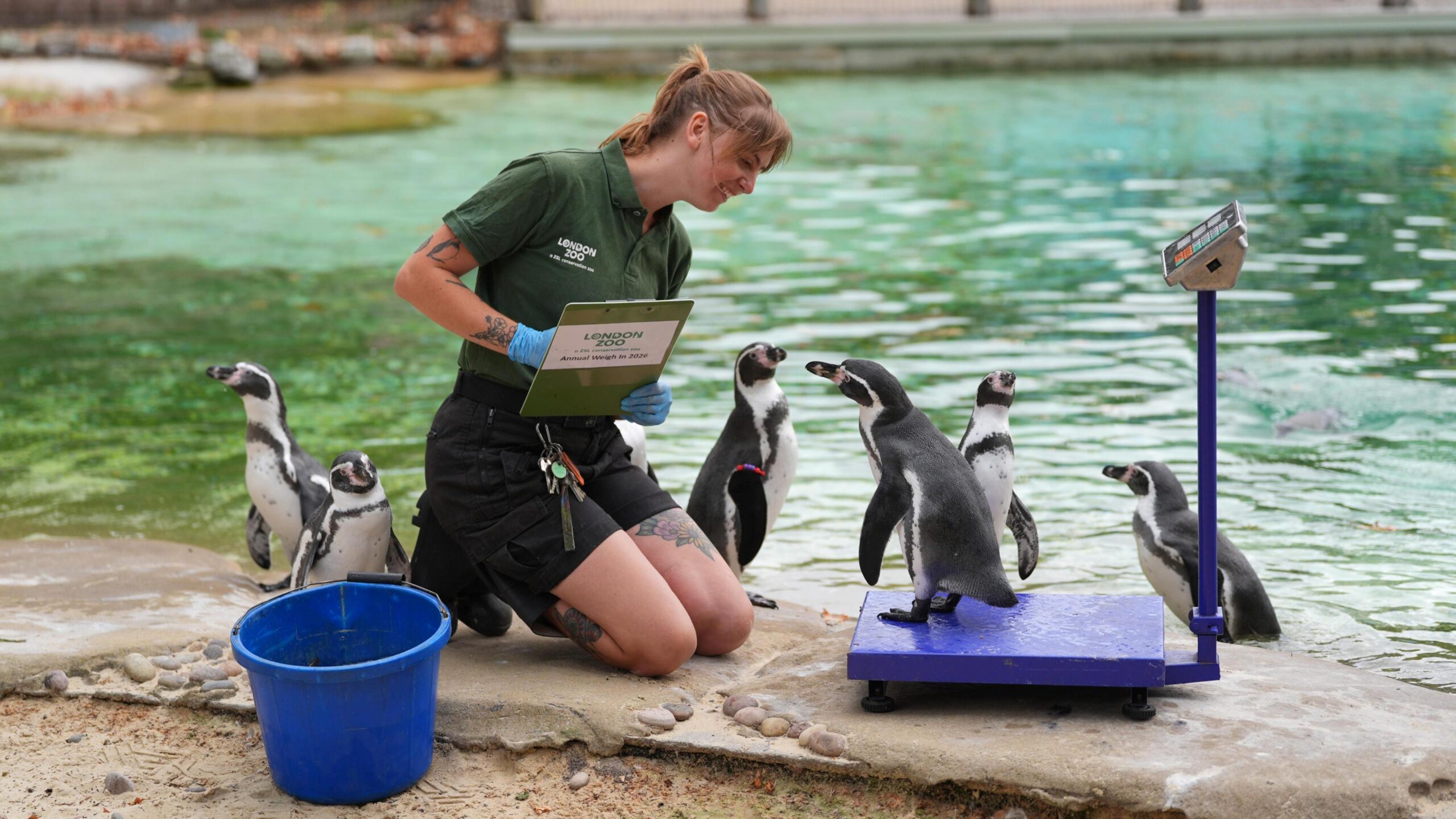One grey and white Humboldt penguin stands on a blue weighing scale in front of a smiling zookeeper who is kneeling in front of it. Several other penguins are standing next to them.