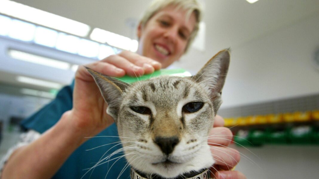 Restrict sale of pet flea treatments, government urged Restrict sale of pet flea treatments, government urged