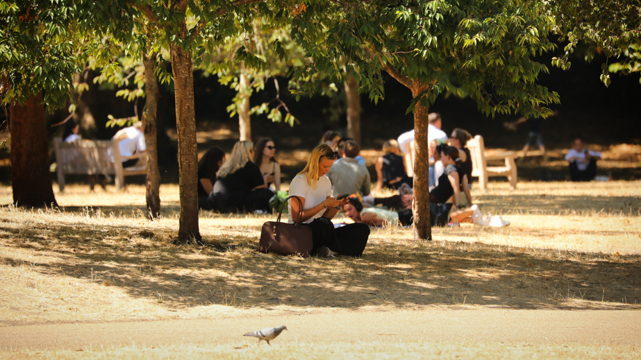 A woman sits in the shade under a tree in a park while looking at her mobile phone